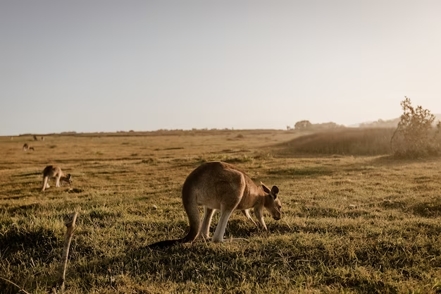 A panoramic view of a national park in Australia, featuring towering mountains and crystal-clear lakes. Find out how many national parks are in Australia and plan your next adventure!